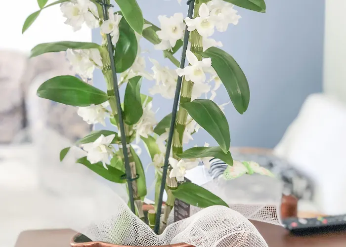 Alba 4* 카톨리카